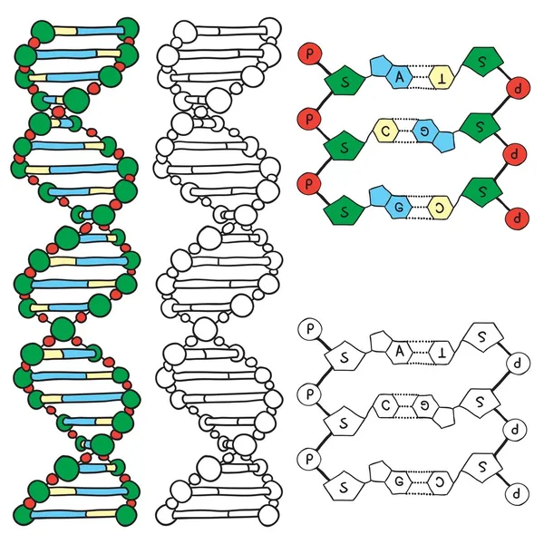 Modelo de molécula de DNA - hélice —  Vetores de Stock