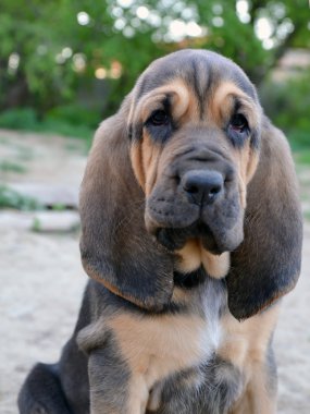 bloodhound köpek yavrusu fotoğrafı