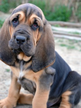 bloodhound köpek yavrusu fotoğrafı