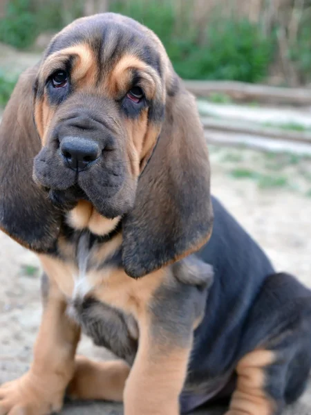 Photo of Bloodhound puppy dog — Stock Photo, Image