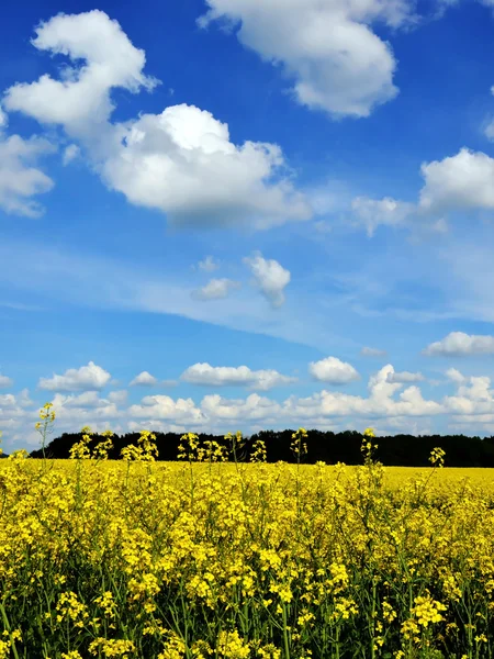 Campo de colza e céu azul com nuvens — Fotografia de Stock