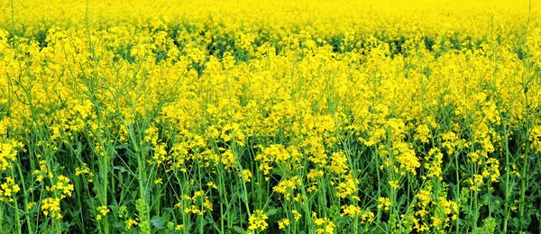 Rapeseed field background — Stock Photo, Image