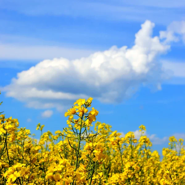 Raps fält och blå himmel med moln — Stockfoto