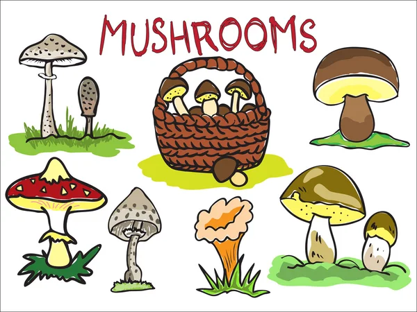 Illustration of several kinds of mushrooms — Stock Vector