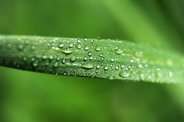 bir çim makroeen gras macro