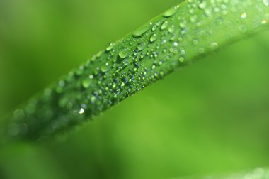 bir çim makroeen gras macro