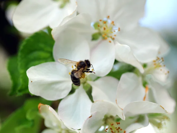 stock image Bee at work