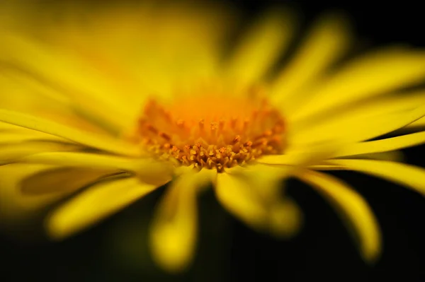 stock image Daisy macro