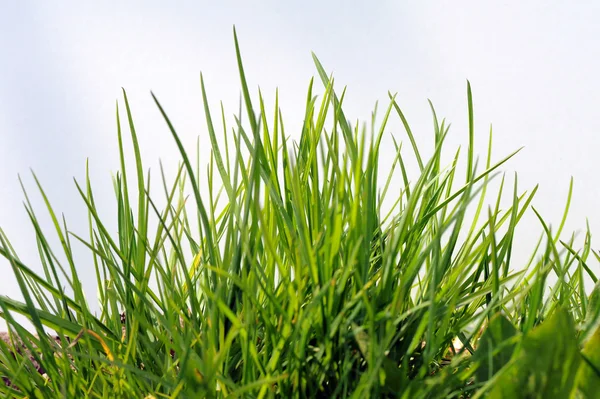 Zielona trawa i niebo — Zdjęcie stockowe