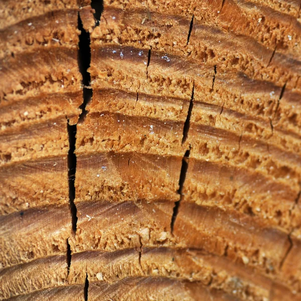 Macro texture wood — Stock Photo, Image