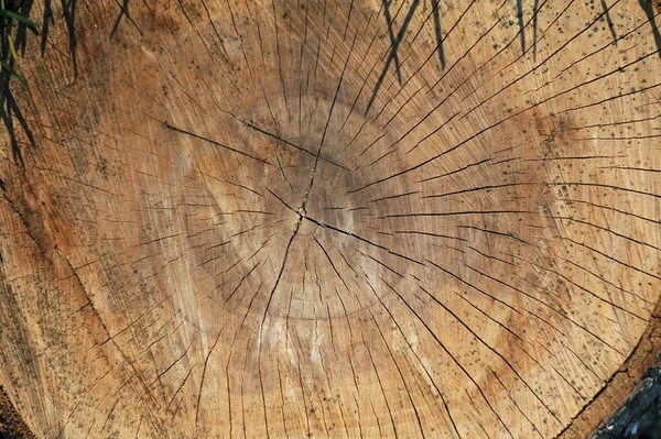Träd trä ringar — Stockfoto