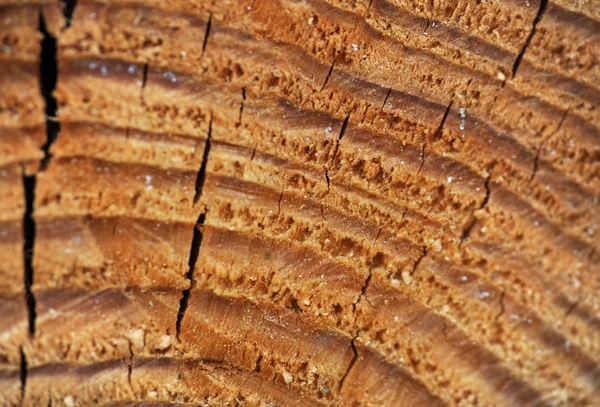 木製の切断のテクスチャ — ストック写真