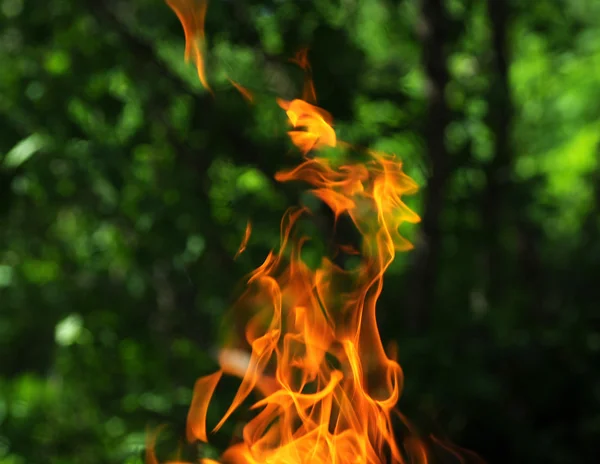 Flame in tuin — Stockfoto