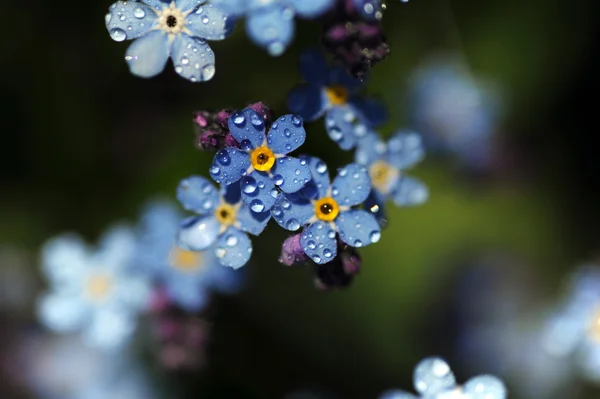 Stock image Myosotis