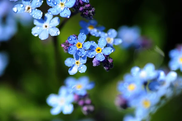 stock image Spring flowers