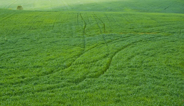 Campo de relva — Fotografia de Stock