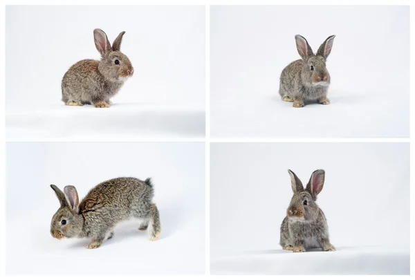 Kaninchencolage — Stockfoto