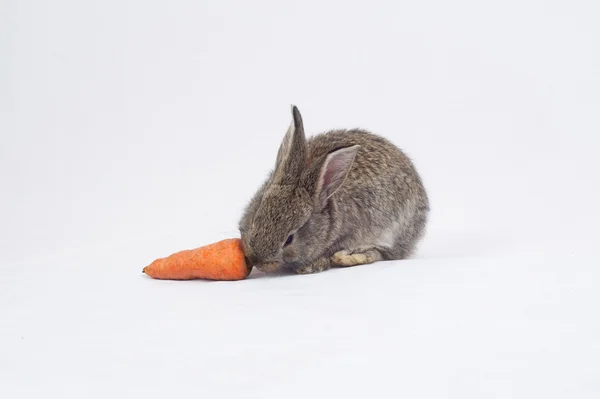 Kaninchen frisst eine Möhre — Stockfoto