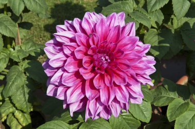 Hint dahlias