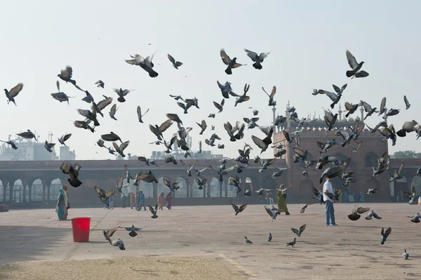 Katastrofa lotu gołębi — Zdjęcie stockowe