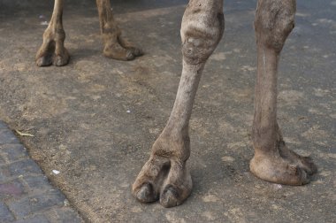 Camel's feet clipart