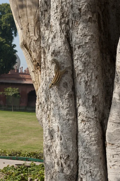 Белка на дереве — стоковое фото