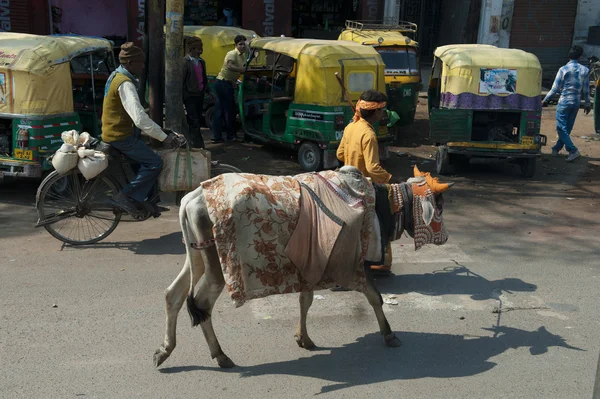 Vaca vestida em Agra — Fotografia de Stock