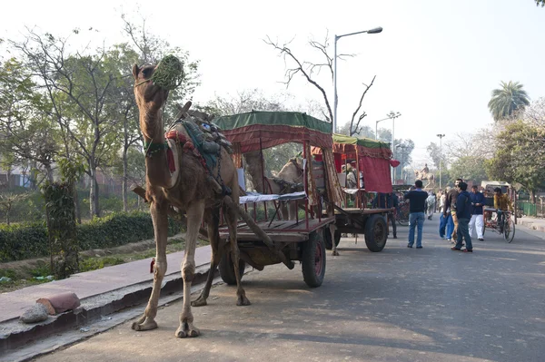 Kamel vagn — Stockfoto