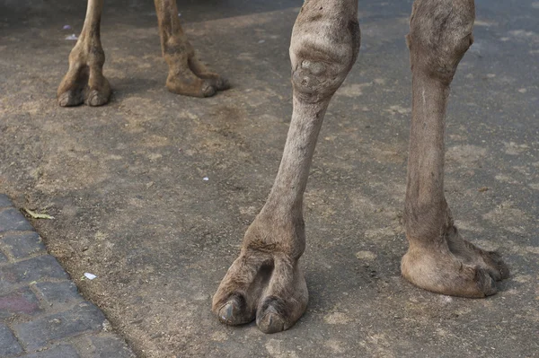 Camel's voeten Rechtenvrije Stockfoto's