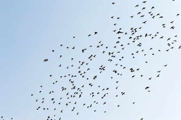 stock image Birds in the sky