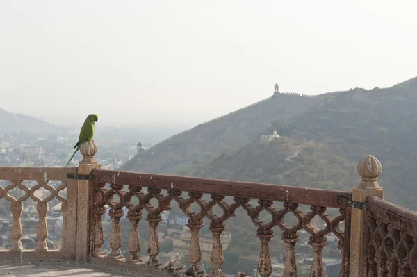 Индийский попугай — стоковое фото