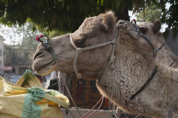 Comida de camello —  Fotos de Stock