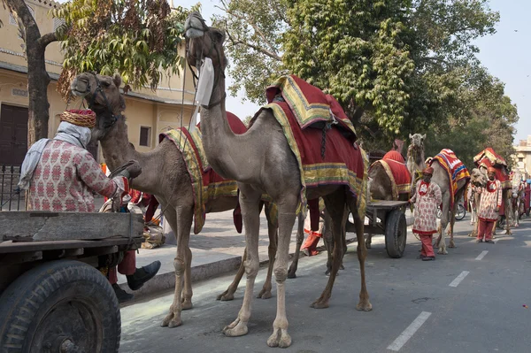 Línea de camellos — Foto de Stock