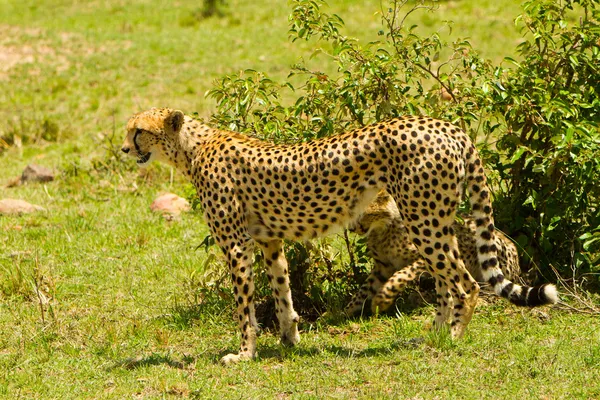Un guepardo madre —  Fotos de Stock