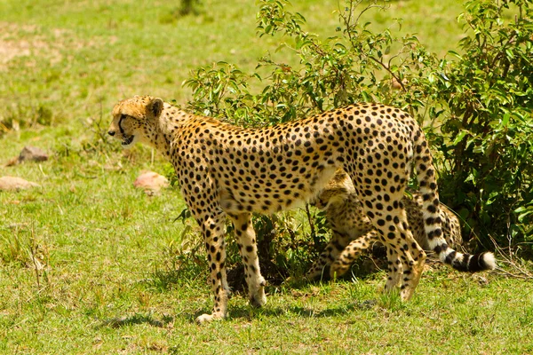 A mother cheetah Royalty Free Stock Photos