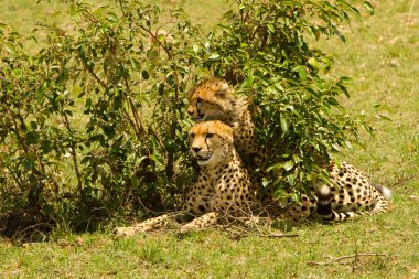 masai mara, kenya, bebek ile anne çita