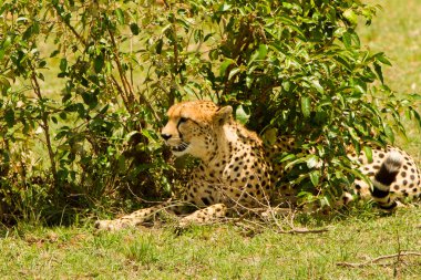 Bir çita masai mara, kenya