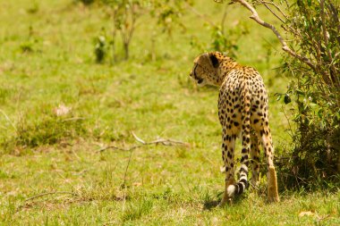 Bir çita masai mara, kenya