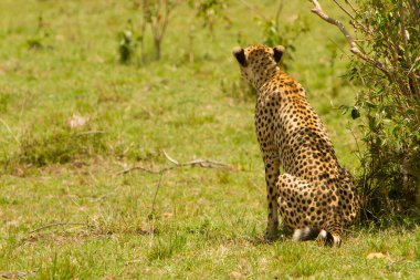 masai mara, kenya, avını arayan bir anne çita