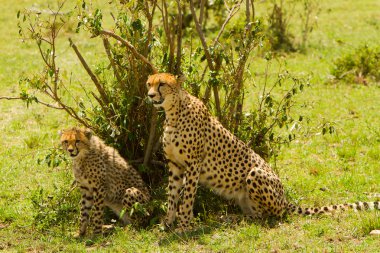 masai mara, kenya, bebek ile anne çita