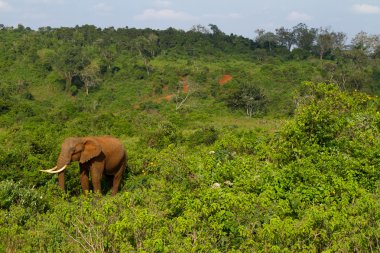 A forest elephant at Aberdares, Kenya clipart