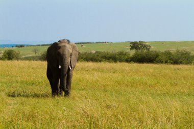 masai mara, filler bir grup rezerv park, kenya