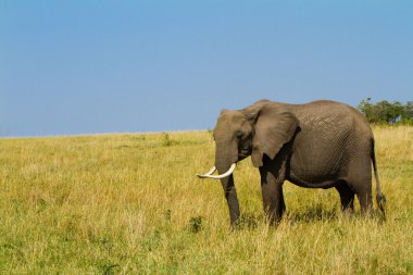 Masai mara rezerv park, kenya üzerinde yürüyen yalnız bir fil