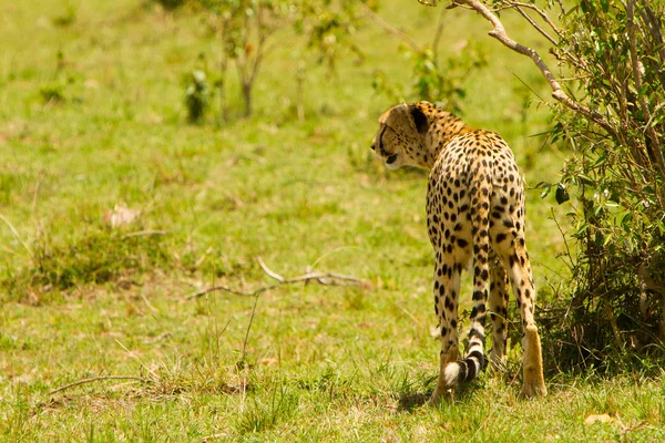Гепард в Масаи Мара, Кения — стоковое фото