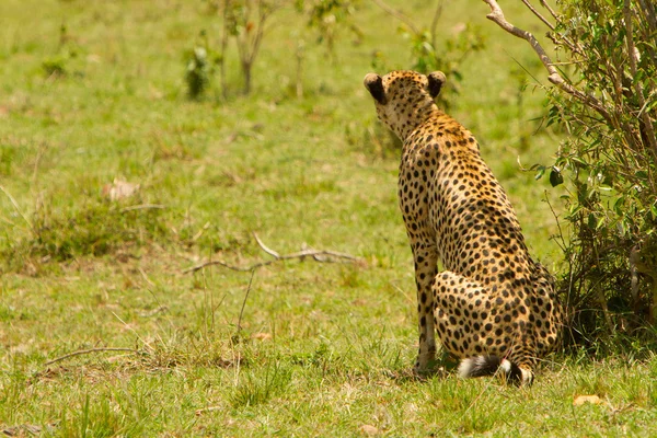 Мать гепарда ищет добычу в Масаи Мара, Кения — стоковое фото