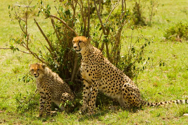 Мать гепарда с ребенком в Масаи Мара, Кения — стоковое фото