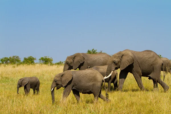 Um grupo de elefantes no Masai Mara Reserve Park, no Quênia — Fotografia de Stock