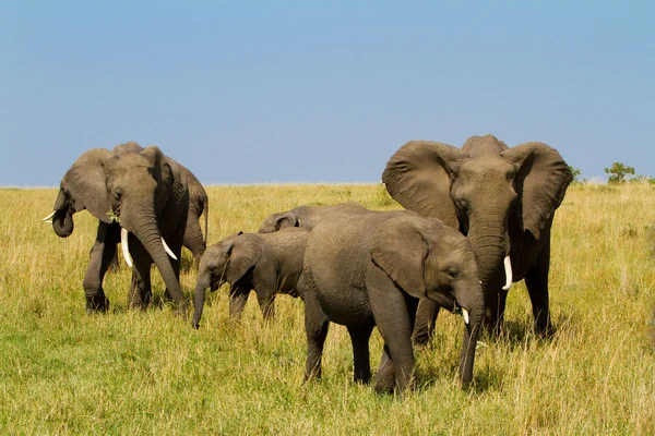 Um grupo de elefantes no Masai Mara Reserve Park, no Quênia — Fotografia de Stock