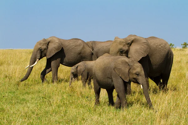 A group of elephants at Masai Mara Reserve Park, Kenya — Stock Photo, Image