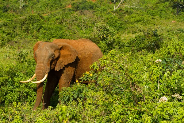 Um elefante florestal em Aberdares, Quênia — Fotografia de Stock